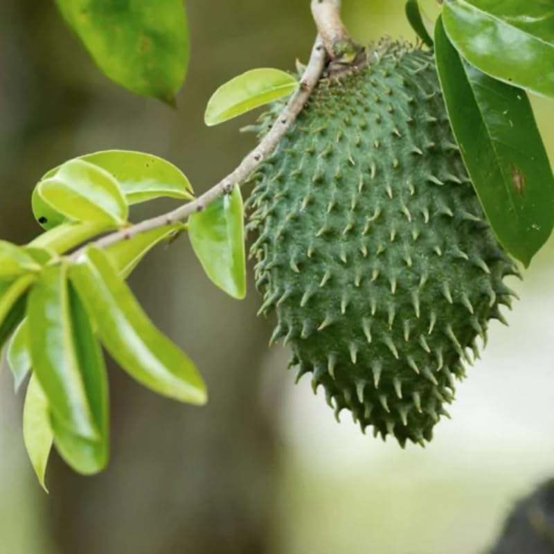 Giant Soursop Guanabana Tree Live Plant, Starter Size 5”-10” Seedling No Pot, Hardy, Tropical Flavor Annona Muricata