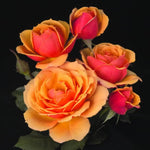 Rose Plant Live, Rose Bush Live Plant, Fragrant Flowers Ready to Plant, 5-9 Inch Height, Well-Rooted, No Pot (Orange Rose)