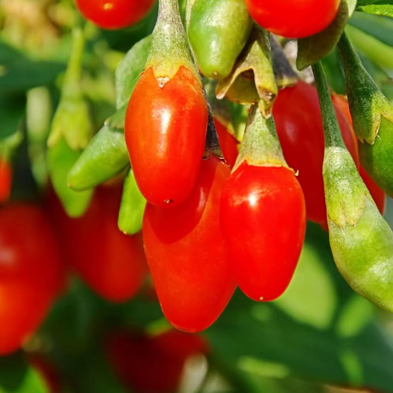 Pack 2 Live Goji Berry Plants, Goji Berry Bushes for Planting, 4-10" Goji Berry Ready to Plant, Goji Berries Tree Plants Live