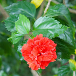 Hardy Hibiscus Plant Live, Double Red Hibiscus Tree Live Plant from 4 to 7 Inches Tall, Perennial Hibiscus Flower