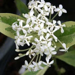 3 Snow Ixora Plants Live, Flowering Ixora Bush Shrub, 5-9” Tall, Tropical Ixora Well-Rooted for Planting Home Garden