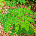 Moringa Live Plant, 16-24 Inch Malunggay Trees Live Plants, Perennial Moringa Plants Live in Pot