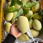 Cat Chu Mango Tree Live Plant Grafted, 14 to 18 Inches Tall in Pot, Ready to Bear Fruit in 1 Year, Sweet Mango Tree for Planting