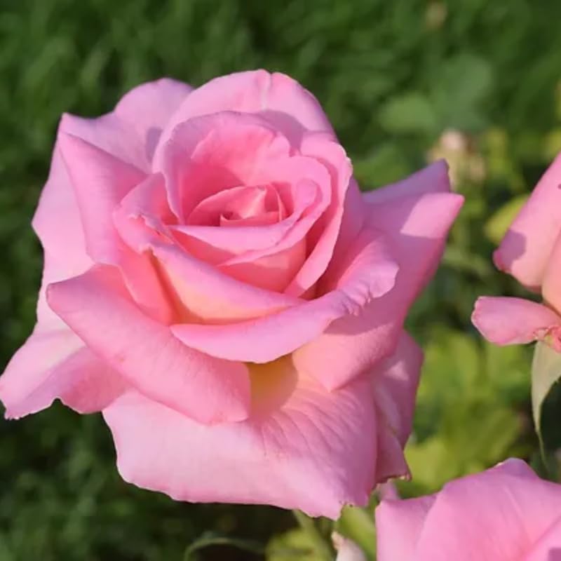 Rose Bush Live Plant for Gardening, Hardy Fragrant Rose Flower Plant, 5 to 10 Inch Tall, Ideal for Outdoor Planting (Rare Pink Rose)