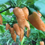 Pack 2 Sugar Rush Peach Pepper Live Plants, Hot Peach Pepper Live Plants, Chili Plants for Growing, 80 Days Old Plants