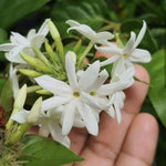 3 Climbing Jasmine Live Plants for Indoor Outdoor Planting, White Jasmine Plants Live, Fragrant, 5-8" in Tall, Hardy