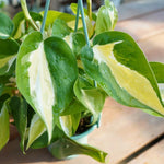 Silver Stripe Philodendron Plant Live, Rare Tropical Variegated Live Indoor Houseplant, Starter Plants No Pot, 5-9" in Tall