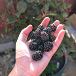 Pack 2 BlackBerry Live Plants, Perennial Blackberries Fruit Tree, Sweet-Pie BlackBerry Bushes 4-8 Inches Ready to Grow Outdoors