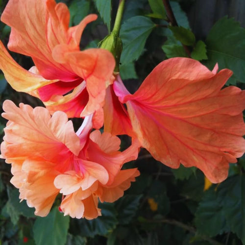 2 Peach Hibiscus Tree Live Plant, Hardy Hibiscus Plants Live, 8 to 11 Inches, Hibiscus Shrub Tree for Garden