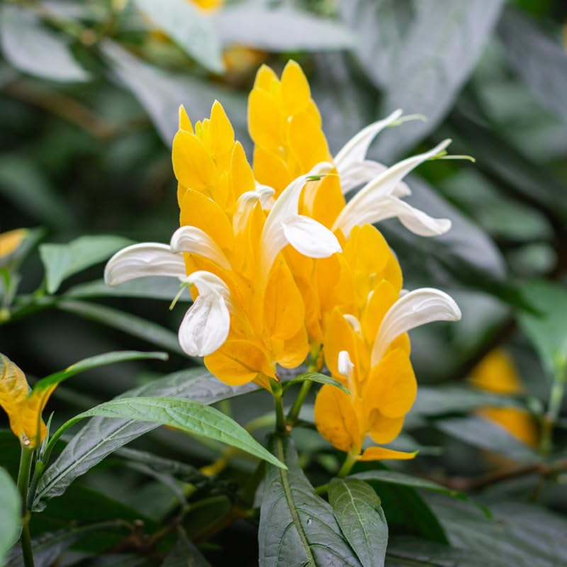 2 Golden Shrimp Live Plants, Perennial Shrimp Plants Shrub, Justica Brandegeana Bush 4-8 Inches