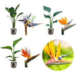Sets 2 Bird of Paradise Plants Live, Orange and Yellow Striking Blue Yellow Blooms, 5 to 9 Inc Tall, No Pot, Tropical Houseplant, Exotic and Vibrant Color