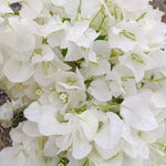 2 White Bougainvillea Plants Live, Flowering Bougainvillea Vine for Outdoor Garden or Trellis, 5-9 Inch Tall, Very Hardy