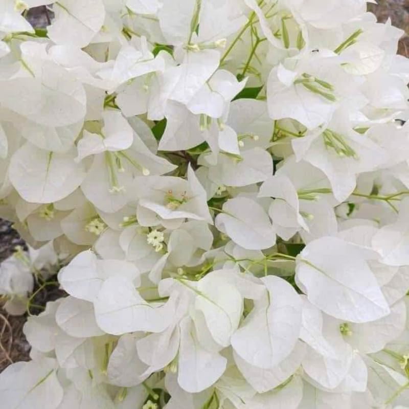 2 White Bougainvillea Plants Live, Flowering Bougainvillea Vine for Outdoor Garden or Trellis, 5-9 Inch Tall, Very Hardy