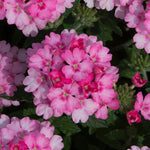 2 Pink Verbena Plants Live, Perennial Ground Cover or Trailing Bushes Shrubs, 5-9 Inches Tall, Verbena Flower for Planting