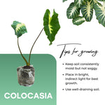 Colocasia Esculenta, Colocasia Live Plant, Elephant Ears Live Plant, Esculenta Taro Live Houseplant, 5-8 Inc Tall, No Pot (Rare Colocasia)
