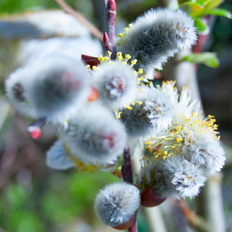 Pussy Willow Plants Live Tree in 2.5 Inch Pot, Home Décor, Ornamental Shrubs, Can Grow As Branches for Vase, Outdoor Planting