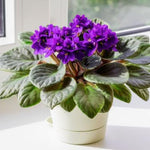 African Violet Live Plant in 4" Pot, Purple African Violets Plants Houseplant Well-Rooted, Indoor Outdoor Blooming, Holiday Flower Bush