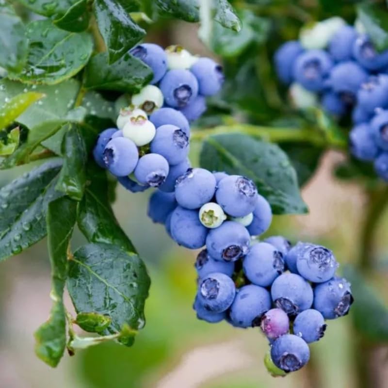 3 Cold Hardy Blueberry Bushes Seedlings, High-Yield Blueberry Trees Live Plants, 6 Months Old, Starter 3-6" in Tall, Cold Hardy Zones 4-7
