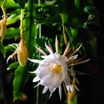 2 Night Blooming Epiphyllum Plants Live, Orchid Cactus Epiphyllum Live Succulents, 4-6” Tall in 4” Pots, Queen of The Night Cactus Plants