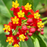 3 Deep Red Milkweed Plant Live, Asclepias Tuberosa Butterfly Bush, 4-8"