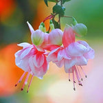 4 Fuchsia Plants Live, Pink Flower Plant, 4 to 7 Inches Tall, 4 Inc Potted
