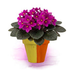 African Violet Live Plant in 4" Pot, Pink African Violets Plants Houseplant Well-Rooted, Indoor Outdoor Blooming, Holiday Flower Bush
