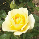 Rose Plant Live, Hybrid Tea Rose Bush Live Plant, 5-9 Inch Tall, Fragrant Flowers Shrub Ready to Plant Outdoor, No Pot, Well-Rooted (Yellow Rose)