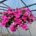 3 Vinca Flowers Plants Live, Minor Periwinkle Live Plants for Outdoor Planting, Random Bloom in 4 Inches Pot, Can Grow as Trailling Plant