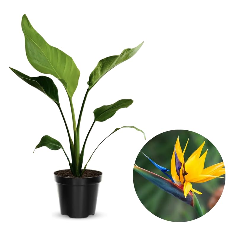 Yellow Bird of Paradise Plant Live, 8 to 12 Inches Tall, Bird of Paradise Live Plant, Tropical Plants Outdoor