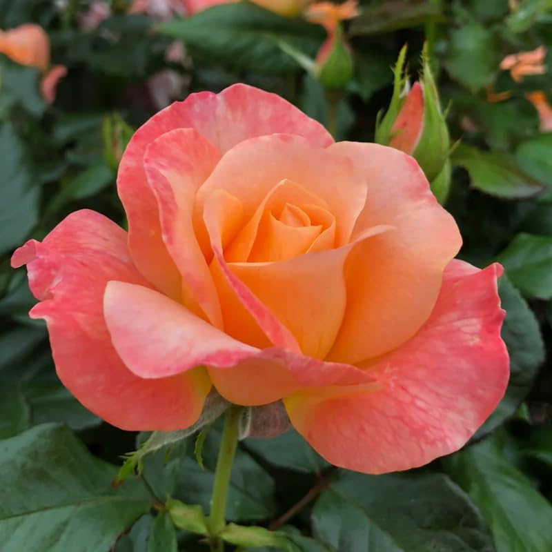 Rose Bush Live Plant, Hybrid Tea Rose Plant Live, 5-9 Inch Tall, Fragrant Flowers Tree, Well-Rooted 1 Year Old, No Pot (Coral Rose)