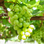 12 Sweet Grape Vines Cuttings 8-12'' Tall, High Yielding, Perennial Grape Vine for Growing Outdoor