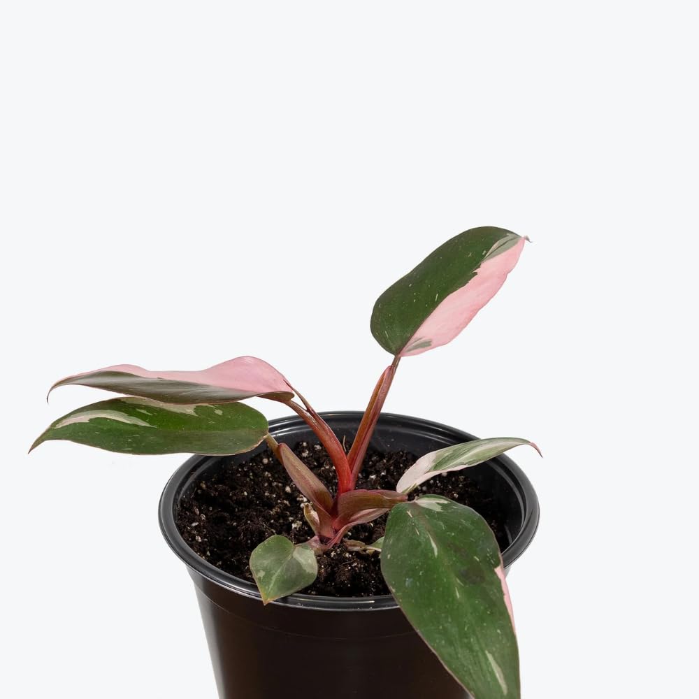 Philodendron Plant Live, Variegated Philodendrons, Tropical Houseplant Well Rooted 4-8 Inches (Pink Philodendron)