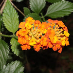4 Lantana Plants Live for Planting, Fragrant Lantana Live Plant to Grow Indoor Outdoor, Lantana Flowers Perennial, 4-8" Tall (Orange Lantana)