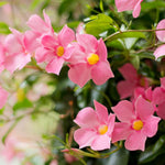 2 Pink Mandevilla Live Plants, Flowering Mandevilla Plants, 5-9” Tall, Mandevilla Trellis Vines for Outdoor Garden and Containers