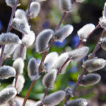 Pussy Willow Tree Live Plant in 2.5" in Pot, Fast-Growing Ornamental Trees, Grow As Branches for Vase, Home Décor