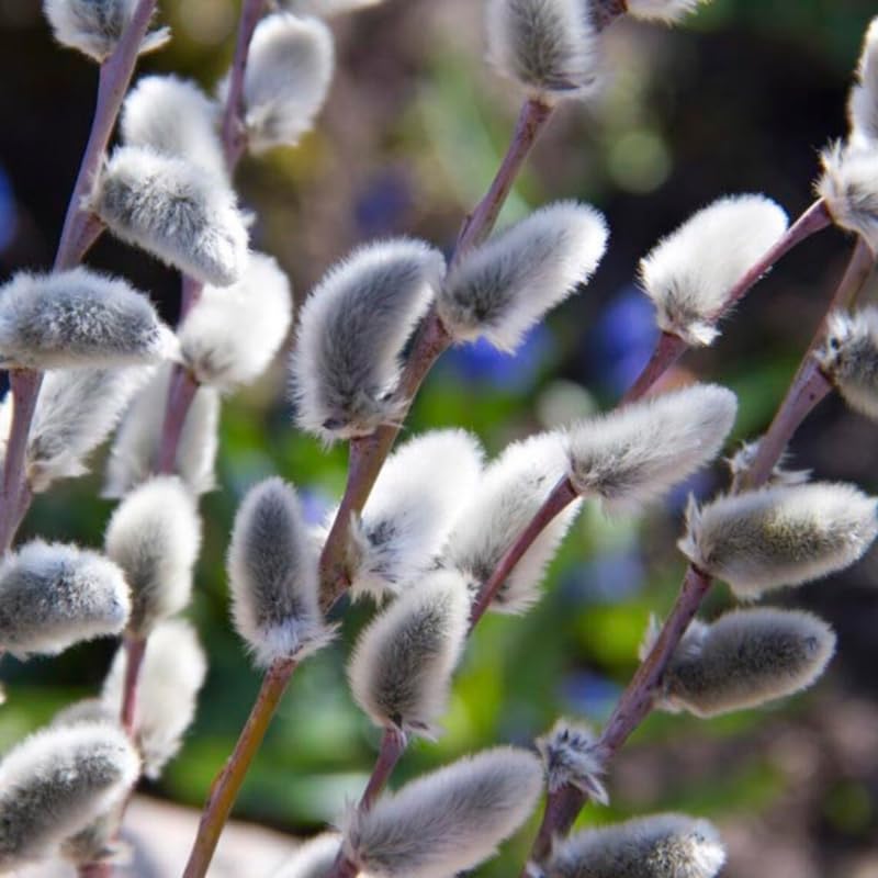 Pussy Willow Tree Live Plant in 2.5" in Pot, Fast-Growing Ornamental Trees, Grow As Branches for Vase, Home Décor