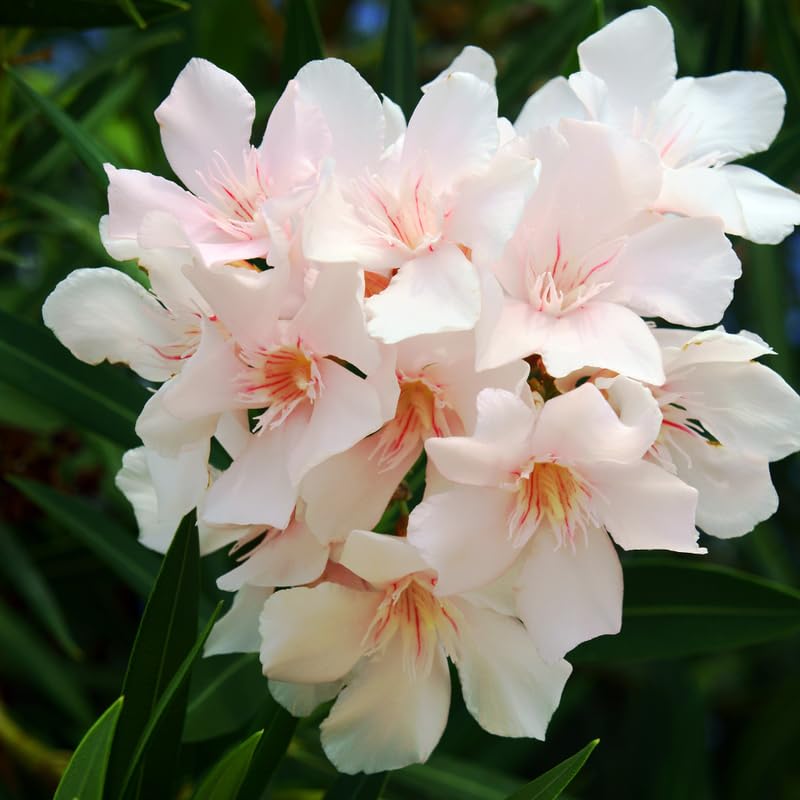 Salmon Oleander Live Plant, Oleander Flower Plants Shrub, Outdoor Growing 4-8 Inches