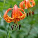 Set 10 Turks Cap Lily Bulbs, Tiger Lily Bulbs Vibrant Orange Blooms for Outdoor Borders Perennials, Flowers Bulbs
