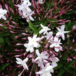 2 Assorted Jasmine Plants Live, 5 to 7 Inc in Height, Jasmine Flower Plant Live Climbing Flower Annual