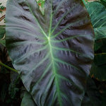 Colocasia Live Plant, 4-8'' Tall, Elephant Ear Plant, Esculenta Taro Alocasia Housplant, Indoor Outdoor Planting (Glossy)