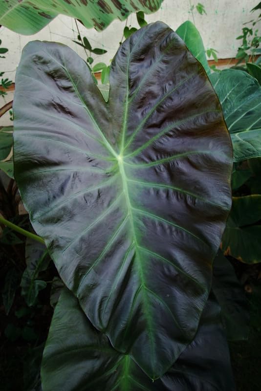 Colocasia Live Plant, 4-8'' Tall, Elephant Ear Plant, Esculenta Taro Alocasia Housplant, Indoor Outdoor Planting (Glossy)
