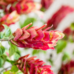 2 Red Shrimp Live Plants, Perennial Shrimp Plants Shrub, Justica Brandegeana Bush 4-8 Inches