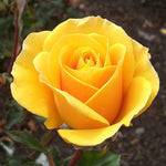 Rose Plant Live, Fragrant Heirloom Flower Bush, 5-10 Inch Tall, Grows as Climbing or Shrub for Outdoor Garden, No Pot (Yellow Rose Plant)