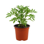 2 Marigold Plants, Orange Marigold Live Plants, Live Marigold Plants, 4 to 7 Inc Tall, Perennial Flower Planting