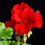 Pack 5 Cuttings Red Geranium Plant, 8-10" Unrooted Cutting, Geranium Plant Cutting for Planting Outdoor Garden