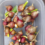 3 Egyptian Walking Onions Plants Live, Fast Growing, High Yield Walking Onion Plant for Perennial Planting, Outdoor, Winter Hardy in Zones 3–9