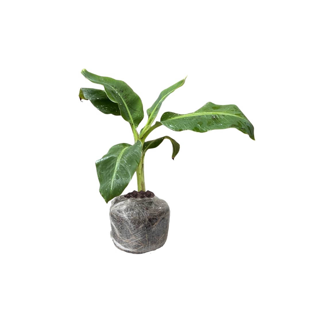 Banana Trees Live Plants from 4 to 6 Inc Long, Red Banana Plants Live for Planting Gardening Outdoor and Indoor, 1 Plant