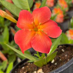 3 Orange Mandevilla Plants Live, 5-10” Tall Flowering Mandevilla Vines for Trellis, Outdoor Patio, Garden Pots, Trailing Mandevilla Seedlings