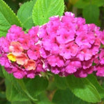 4 Colorful Perennial Lantana Trees Live Plants, Rose Blooms, Hardy and Long Blooming Seasons, Fragrant, 5-10" in Tall, Full Sun Growing