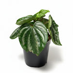 Peperomia Plant Live, Peperomia Live in 3.5 Inches Pot, Tropical Houseplant for Indoor Planting, Compact Plant for Home Office Decor, 4 to 6 Inches Tall (Variegated Peperomia)